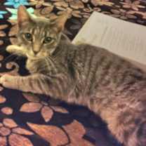 adopt-pet