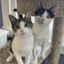 Thumbnail photo of Stormy #4