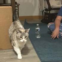 adopt-pet