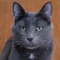 adopt-pet