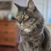 Thumbnail photo of Chrome #1