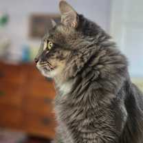 Thumbnail photo of Chrome #3