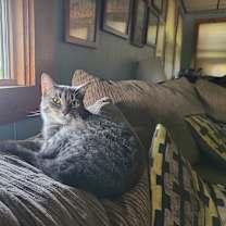 Thumbnail photo of Brie #3