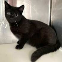 Thumbnail photo of Tony #3