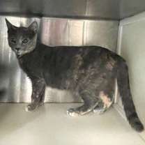 Thumbnail photo of Eudora #3