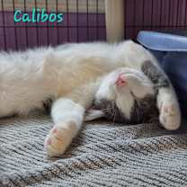 Thumbnail photo of Calibos #1