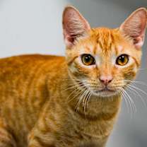 Thumbnail photo of BURRATA Kitten (m) #3