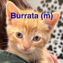 Thumbnail photo of BURRATA Kitten (m) #4