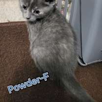 Thumbnail photo of POWDER Kitten (f) #2
