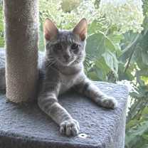 Thumbnail photo of Amidala #2