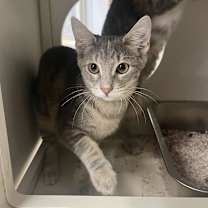 Thumbnail photo of Amidala #3