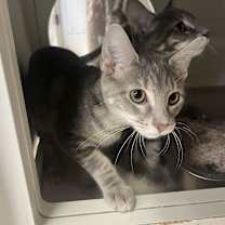 Thumbnail photo of Amidala #4