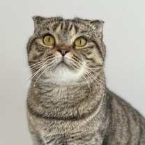 adopt-pet