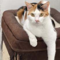 adopt-pet