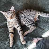 Thumbnail photo of Habanero #3