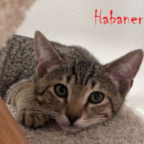 Thumbnail photo of Habanero #4