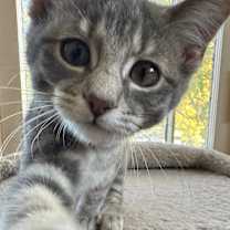 adopt-pet