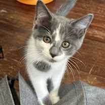 adopt-pet