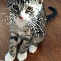 adopt-pet