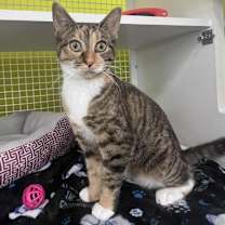 Thumbnail photo of Chutney #2