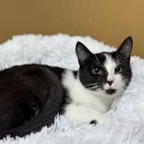 Thumbnail photo of Cara - CP #1