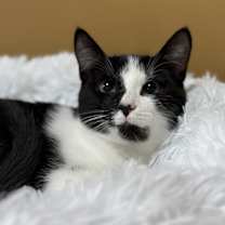 Thumbnail photo of Cara - CP #2