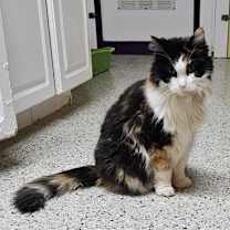 adopt-pet