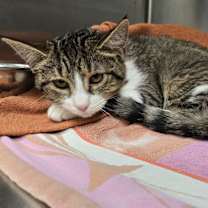 Thumbnail photo of Cricket #1