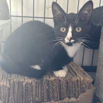 Thumbnail photo of Nevaeh #4