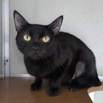 Thumbnail photo of Lottie #2