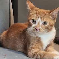 Thumbnail photo of Sherbert #2