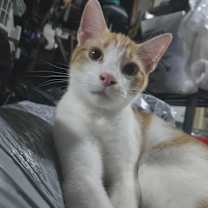 Thumbnail photo of Oakley #1