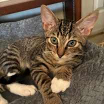 Thumbnail photo of Chevy #1