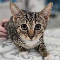 Thumbnail photo of Chevy #2