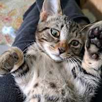 Thumbnail photo of Chester #3