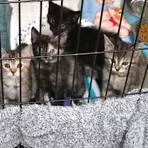 Thumbnail photo of MM Sasha #2