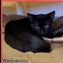 Thumbnail photo of Kitten Wednesday #2