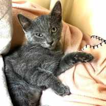 Thumbnail photo of Kitten Quiver #2