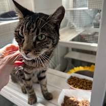 Thumbnail photo of Manny #3