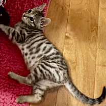 Thumbnail photo of Capri #2