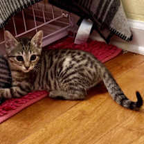 Thumbnail photo of Capri #3