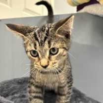 Thumbnail photo of Kiran #1