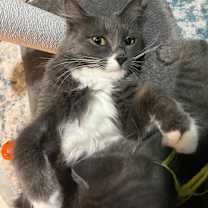 Thumbnail photo of Candy Corn Hyattsville #2