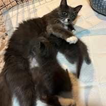 Thumbnail photo of Candy Corn Hyattsville #3