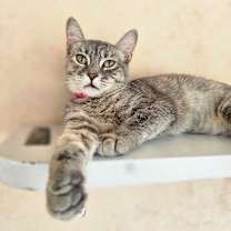 Thumbnail photo of Aurora #2