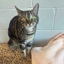 Thumbnail photo of Shakira #4