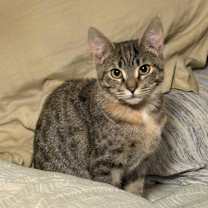 Thumbnail photo of Diesel #4