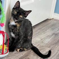 Thumbnail photo of Eleven (bonded to Robin) #2