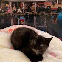 Thumbnail photo of Eleven (bonded to Robin) #3