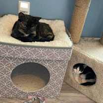 Thumbnail photo of Eleven (bonded to Robin) #4